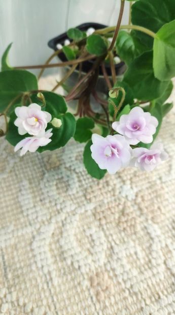 21 nov - Rob s Vanilla trail