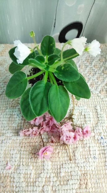 21 nov - Alans White Feather