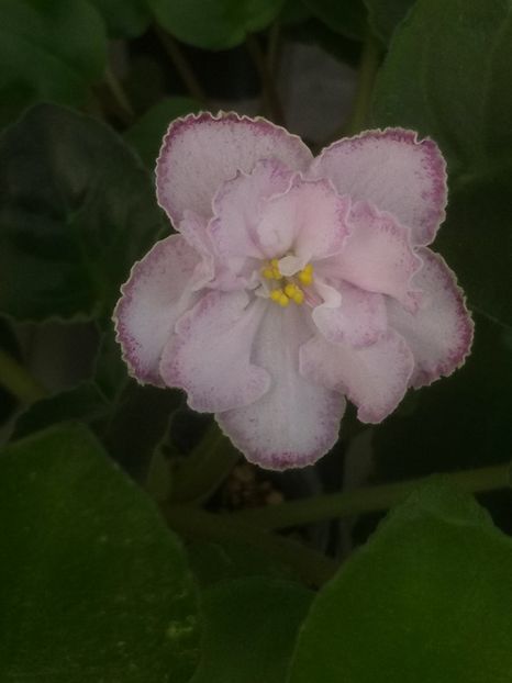 9 nov - ZZ LE Marzipan Rose