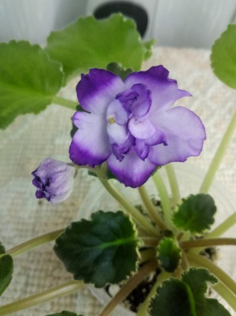 21 nov - ZZ Buckeye Blushing