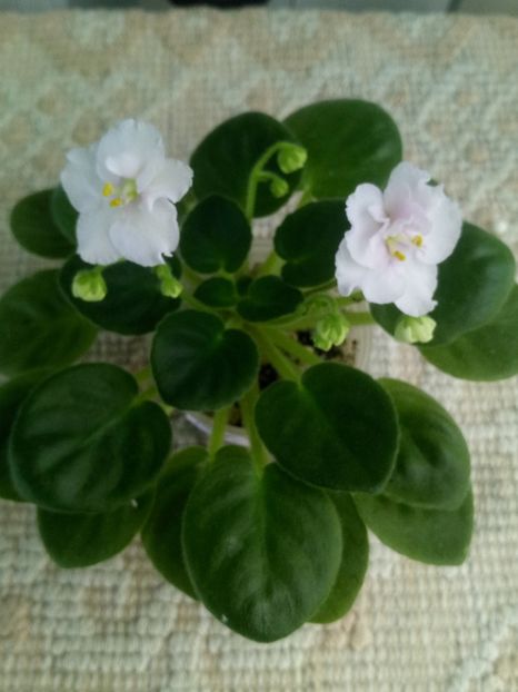 21 nov - ZZ Ness Sheer Peace