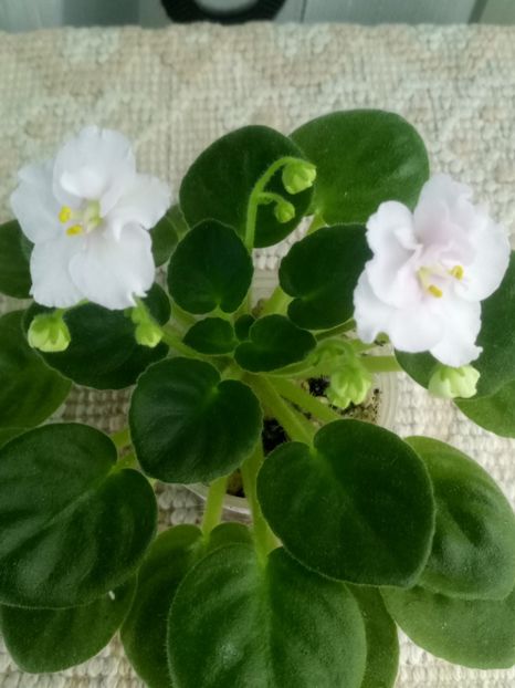 21 nov - ZZ Ness Sheer Peace