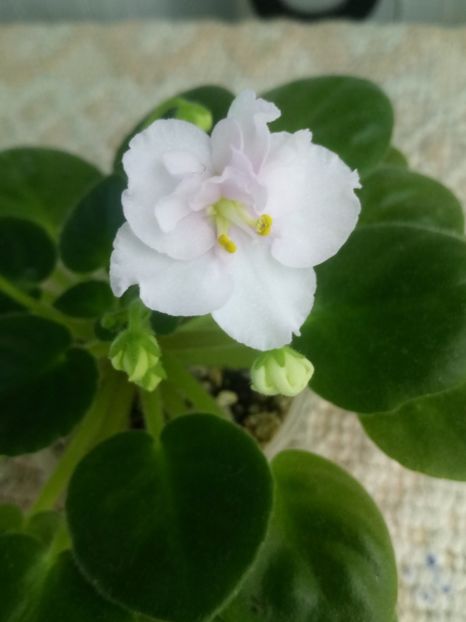 21 nov - ZZ Ness Sheer Peace