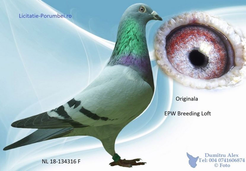 NL18-1343186 F 100% Janssen - Porumbei super top 2020 achizitii