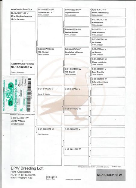 186ped - Porumbei super top 2020 achizitii