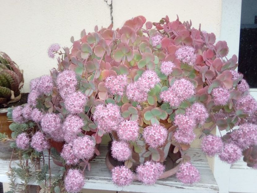 Sedum sieboldii toamna-planta mama - w Produse livrate