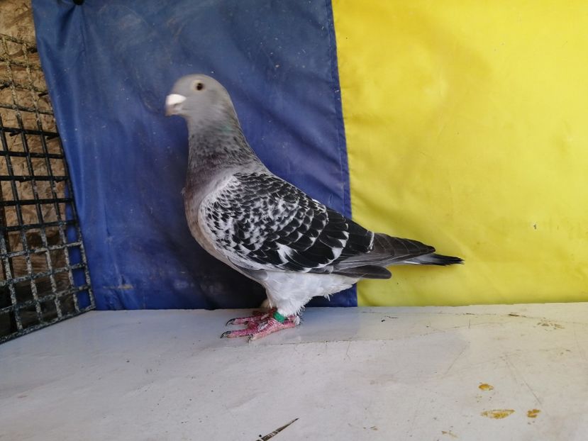 F 2019 - VRDF VANDUTI