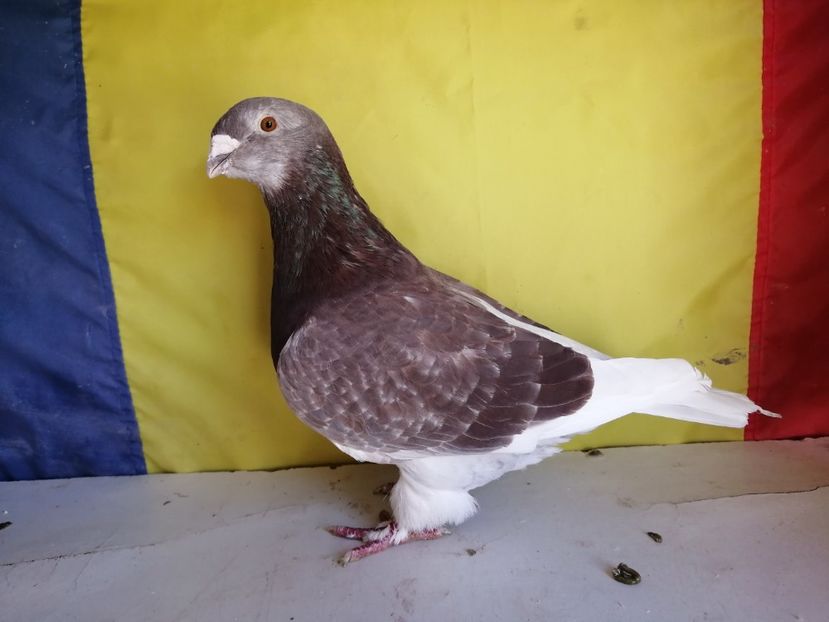 M 2018 - VRDF VANDUTI