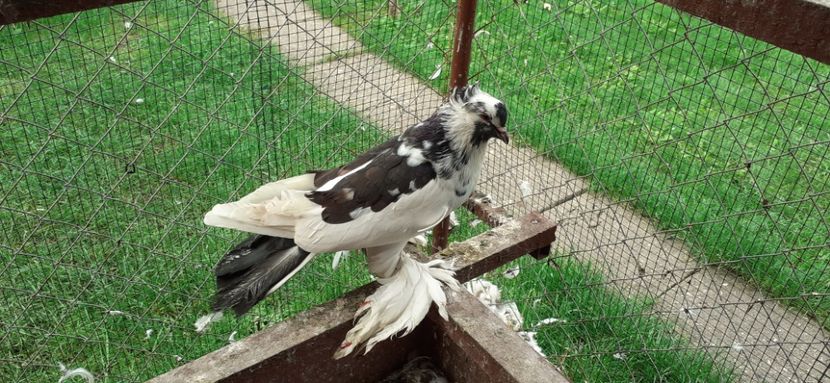 Mascul 5 - TAPALAGOSI - 2021