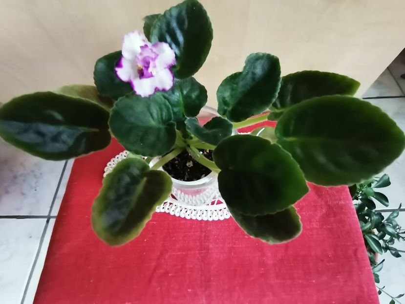  - AE Vegorka Welldone