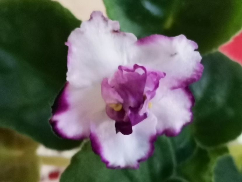  - AE Vegorka Welldone