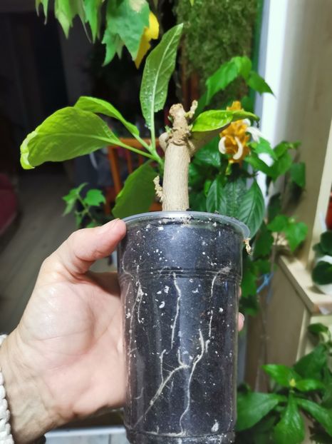  - Brugmansia 2020