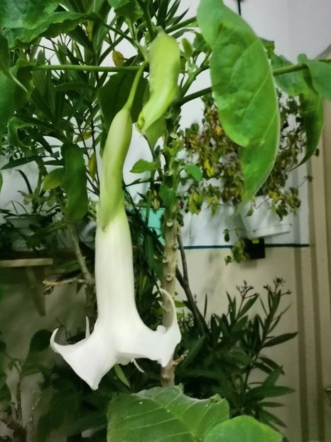  - Brugmansia 2020