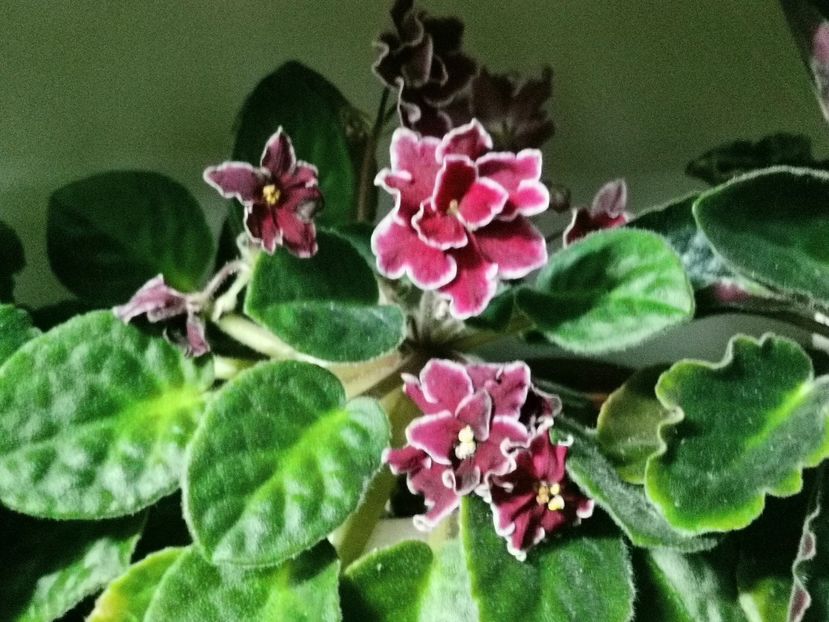  - Arcturus de la Mihaela