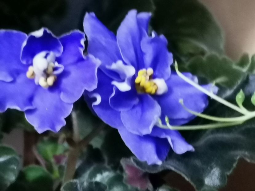  - RS Edem de la Tanase