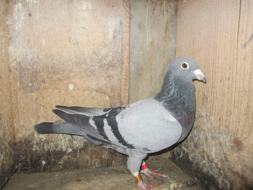 M 2014 (1) - Matca voiajori