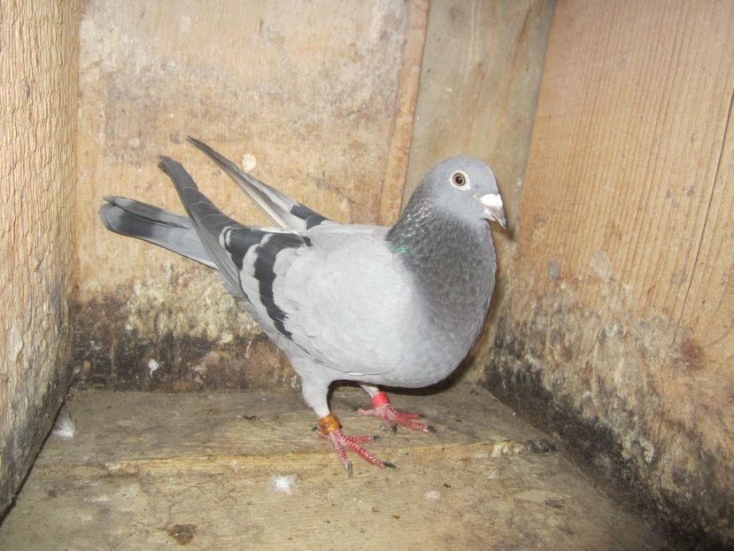 F 2014 DV (4) - Matca voiajori