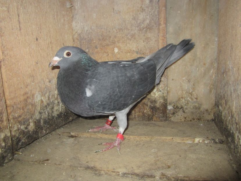 M 2019 DV (5) - Matca voiajori