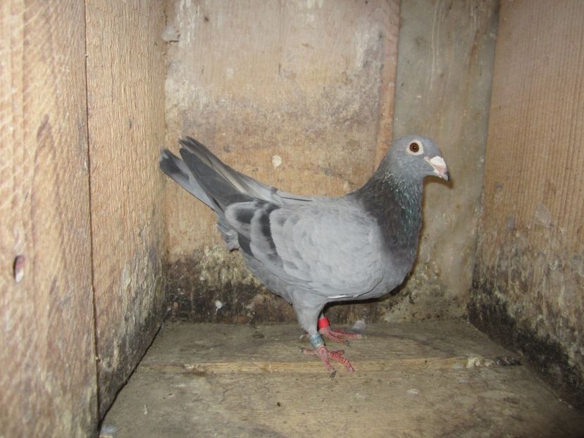 F 2016 (6) - Matca voiajori