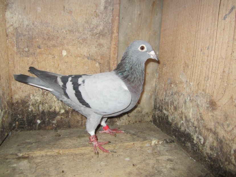 F 2013 (7) - Matca voiajori