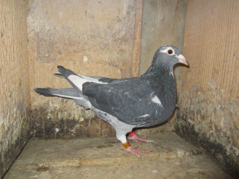 F 2014 (11) - Matca voiajori