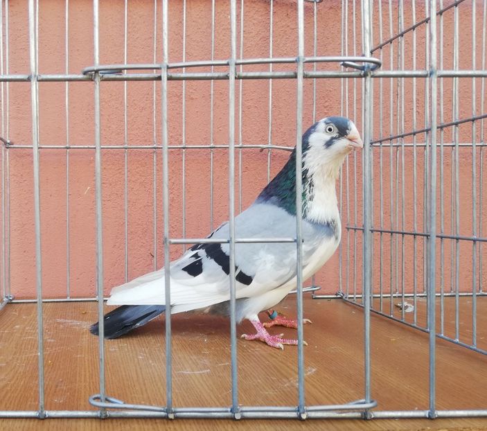 M 1 - 0-2 MASCULI Galateni 2021