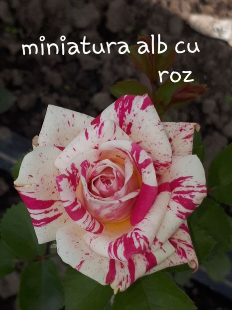  - Miniatura Roz cu alb