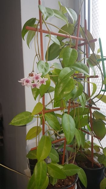  - Tannaensis pierdută