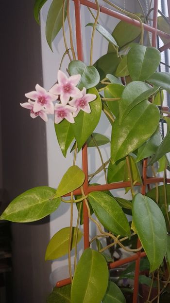  - Tannaensis pierdută