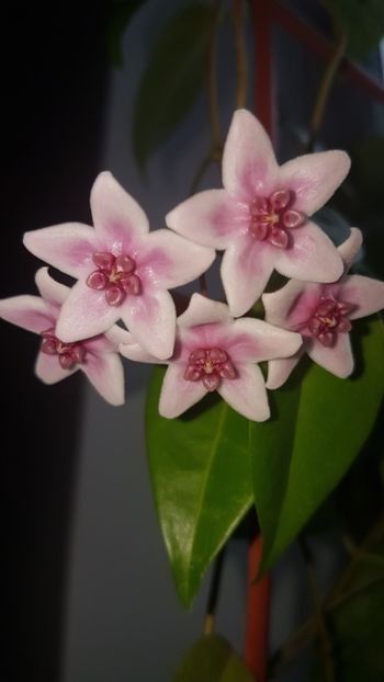  - Tannaensis pierdută