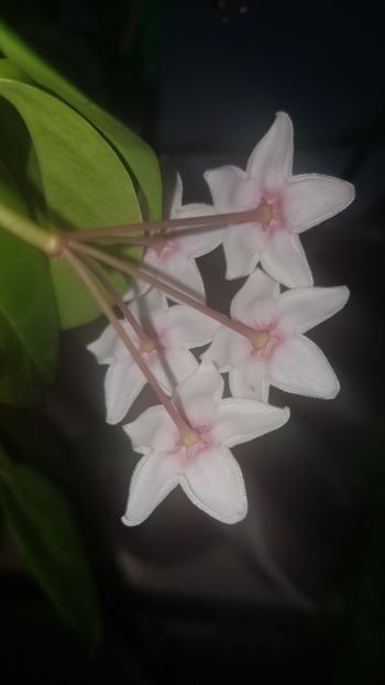  - Tannaensis
