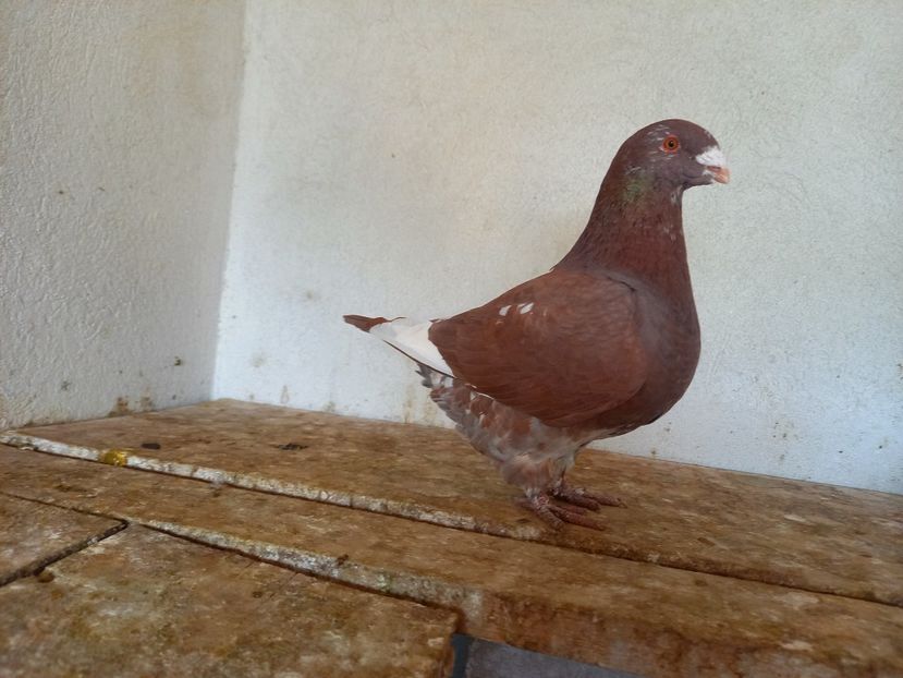  - AMERICAN GIANT HOMER- MATCA 2020