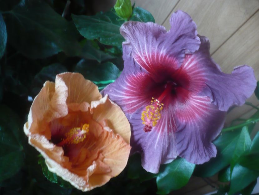 P1470199 - HIBISCUSI 2020-5