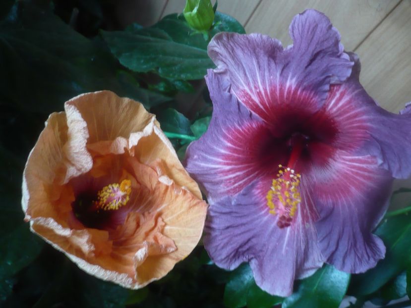 P1470200 - HIBISCUSI 2020-5