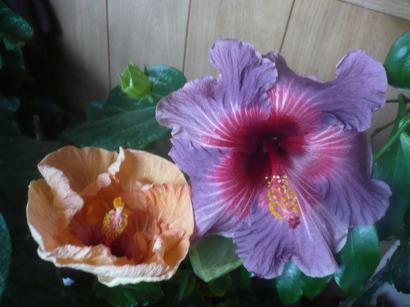 P1470201 - HIBISCUSI 2020-5