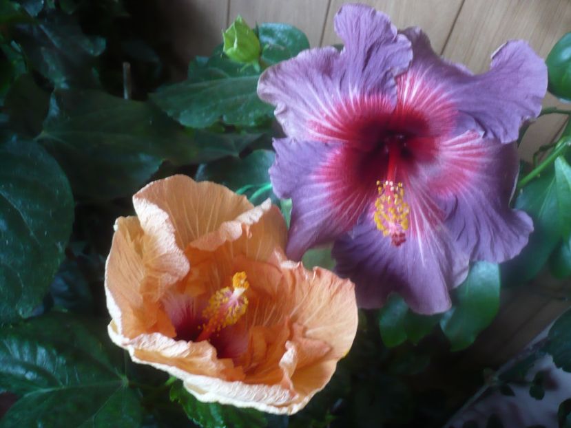 P1470202 - HIBISCUSI 2020-5