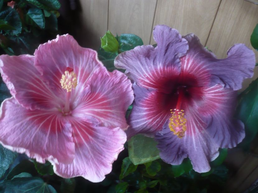 P1470207 - HIBISCUSI 2020-5