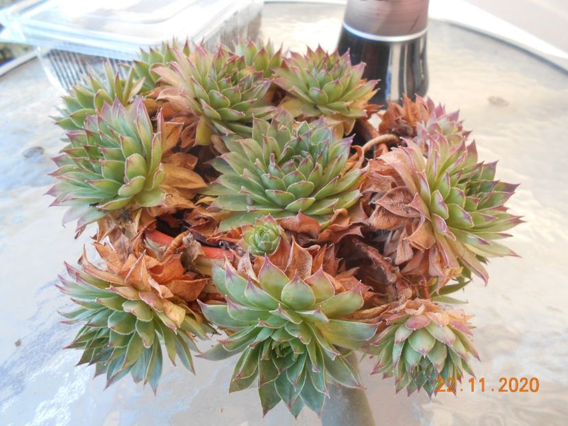 prima dimineata cu temperatura negativa -3 grade - 1Toamna 2020