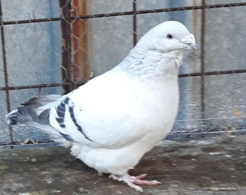  - Păsările mele