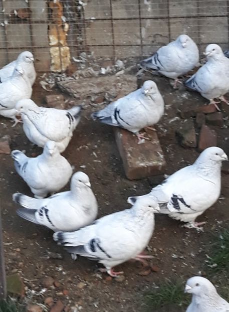  - Păsările mele