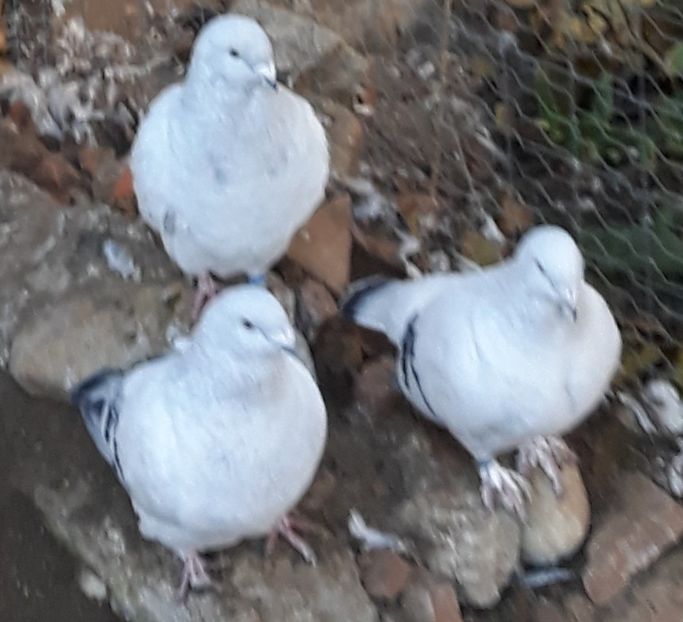  - Păsările mele