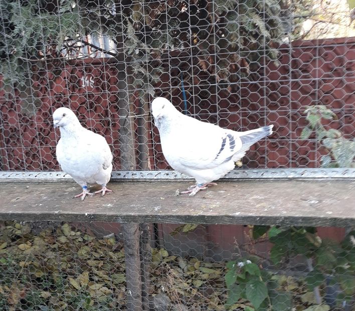  - Păsările mele