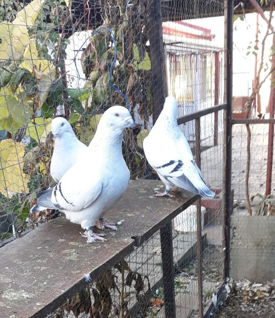  - Păsările mele
