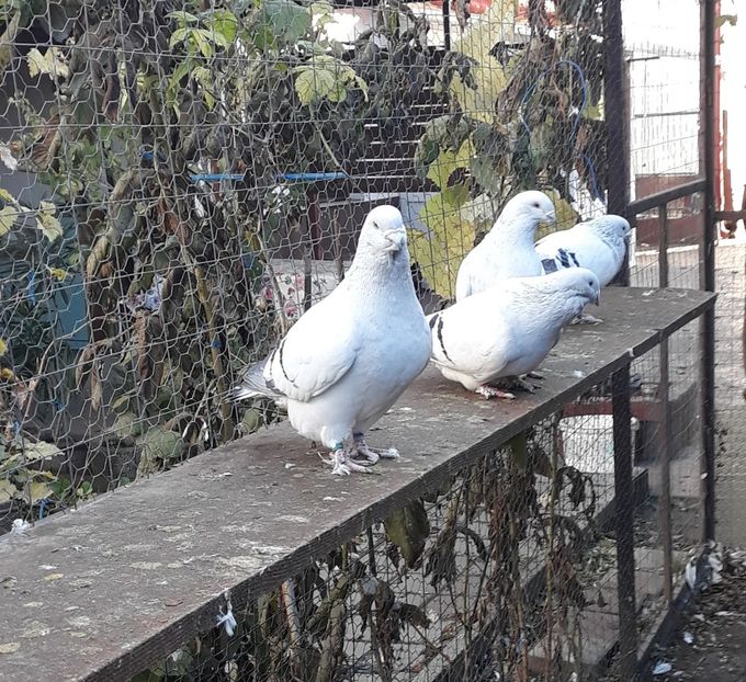  - Păsările mele