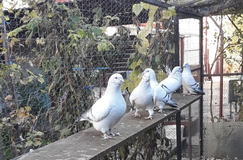  - Păsările mele