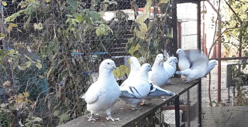  - Păsările mele