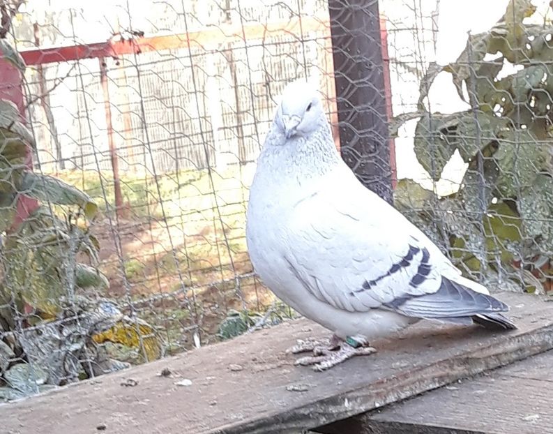  - Păsările mele