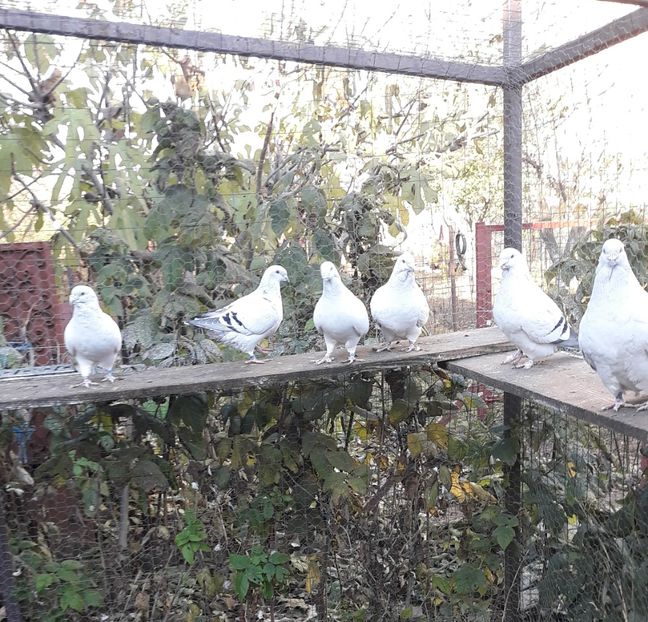  - Păsările mele