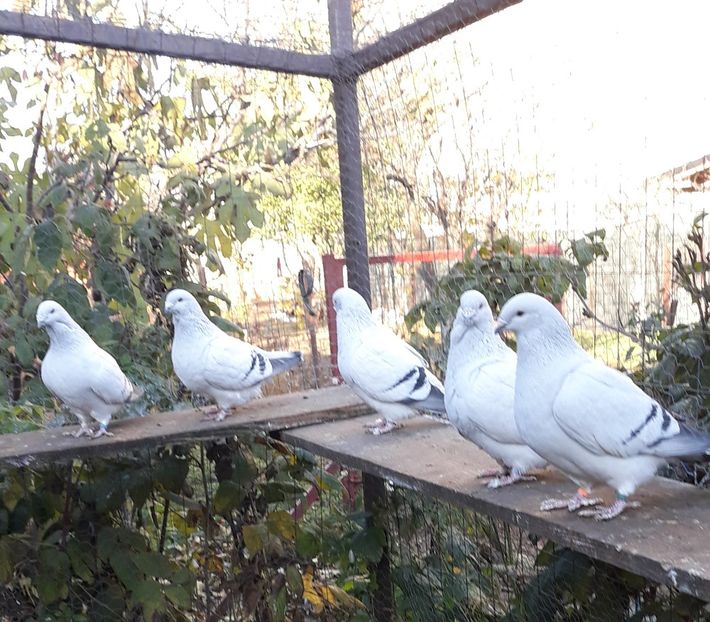  - Păsările mele
