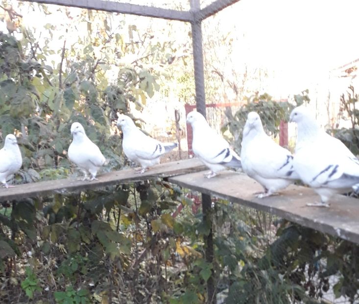  - Păsările mele